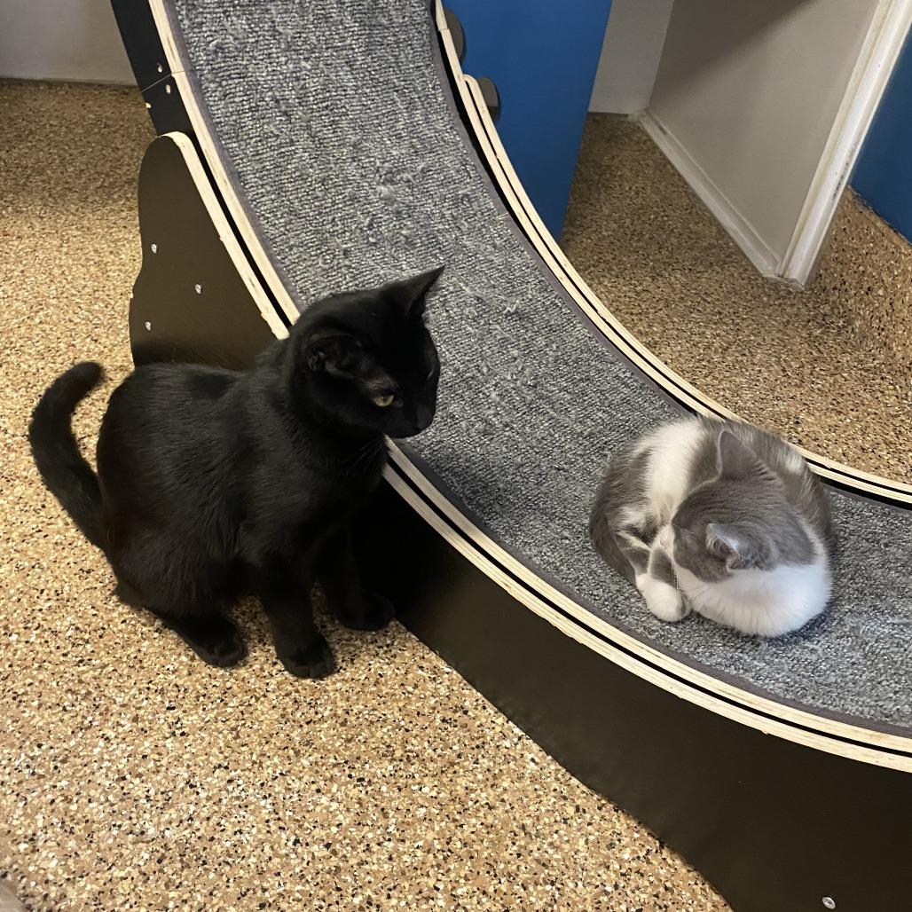 Eris, Adoptable, Kitten Male Domestic Short Hair.