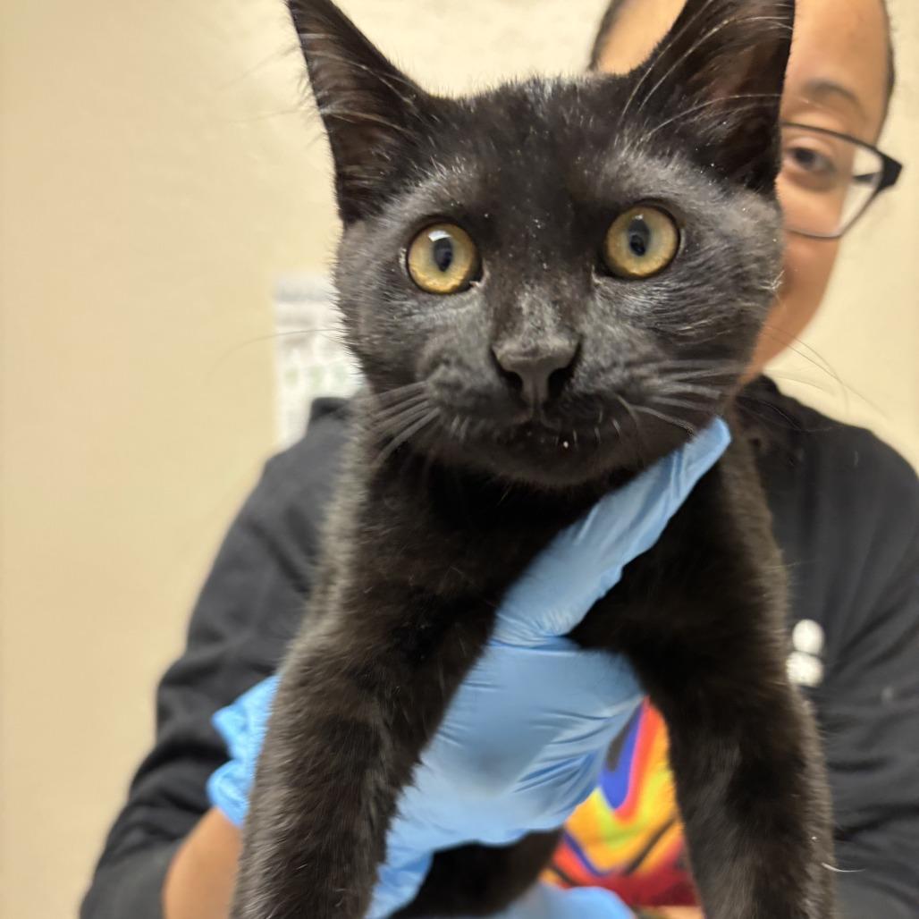 Eris, a Adoptable Domestic Short Hair in Tempe, AZ image 2/6