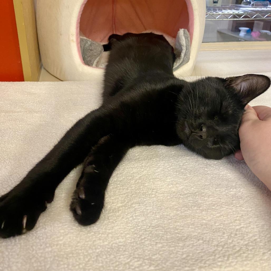 Eris, a Adoptable Domestic Short Hair in Tempe, AZ image 3/6