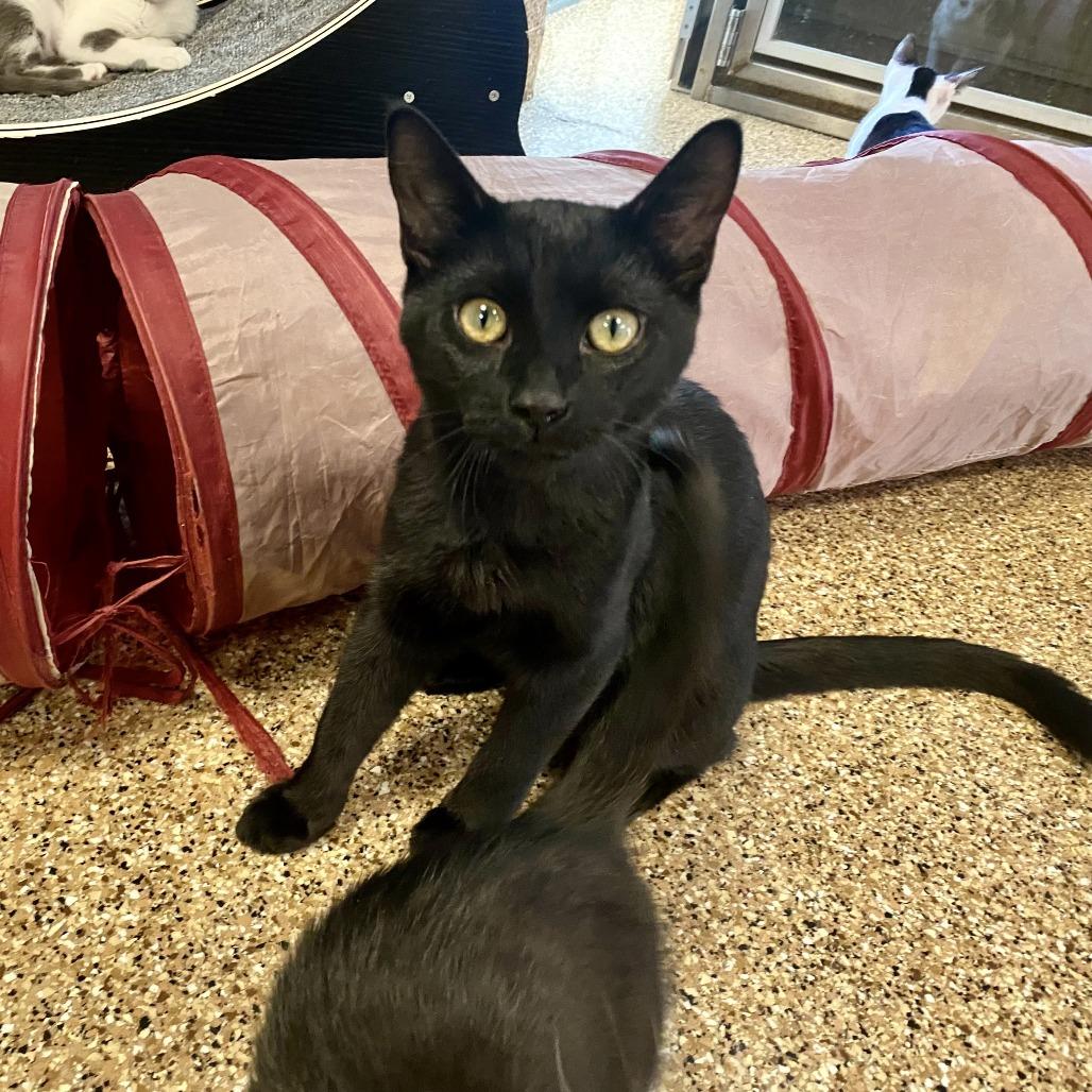 Eris, a Adoptable Domestic Short Hair in Tempe, AZ image 4/6