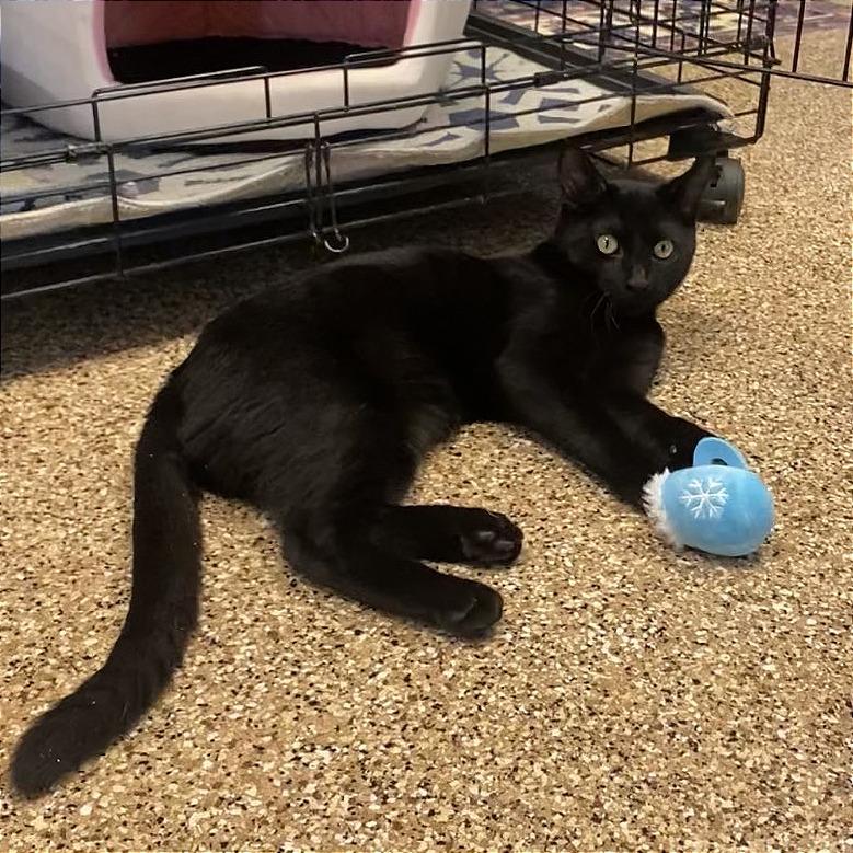 Eris, a Adoptable Domestic Short Hair in Tempe, AZ image 5/6