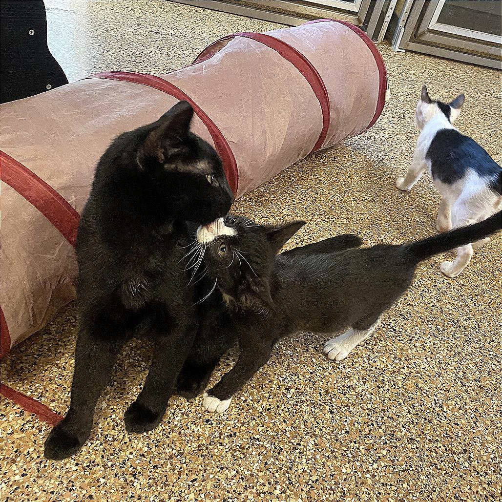 Eris, a Adoptable Domestic Short Hair in Tempe, AZ image 6/6