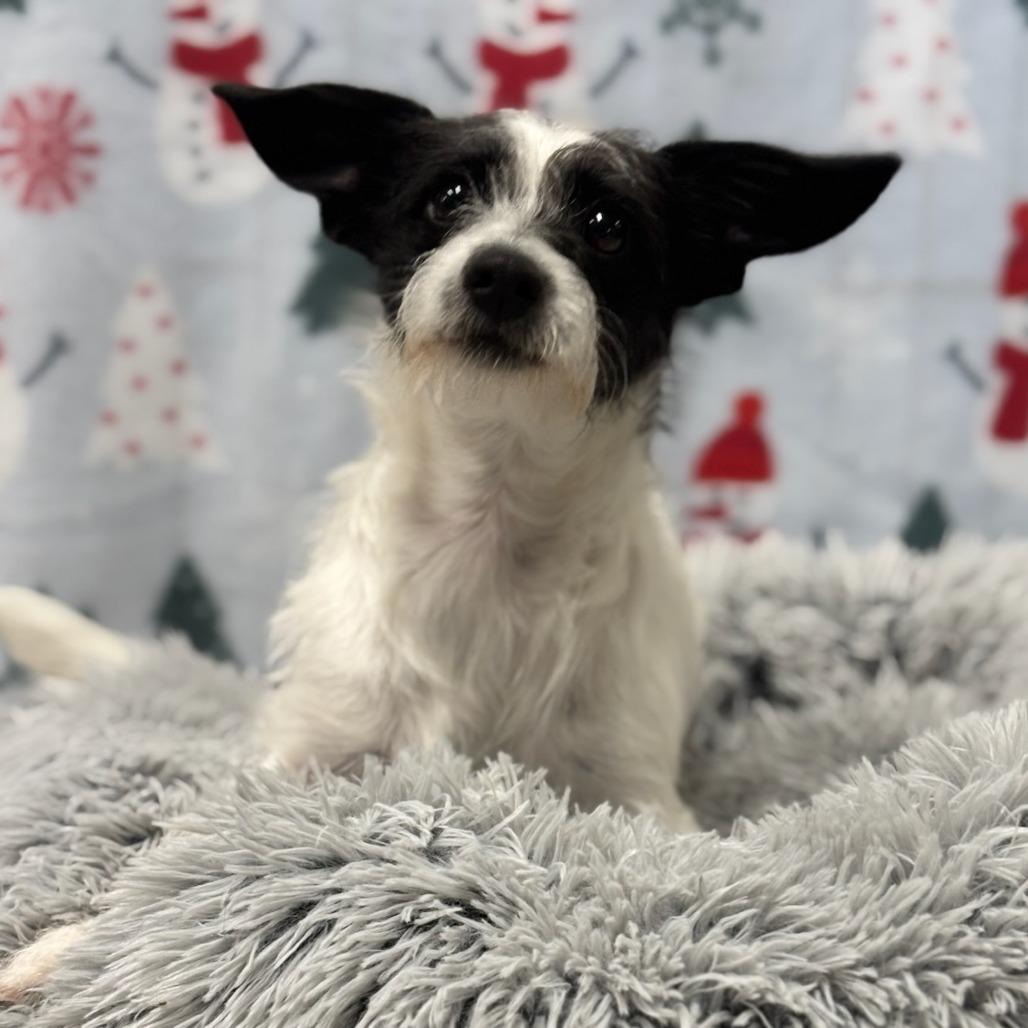 Scamp, Adoptable, Puppy Male Mixed Breed.