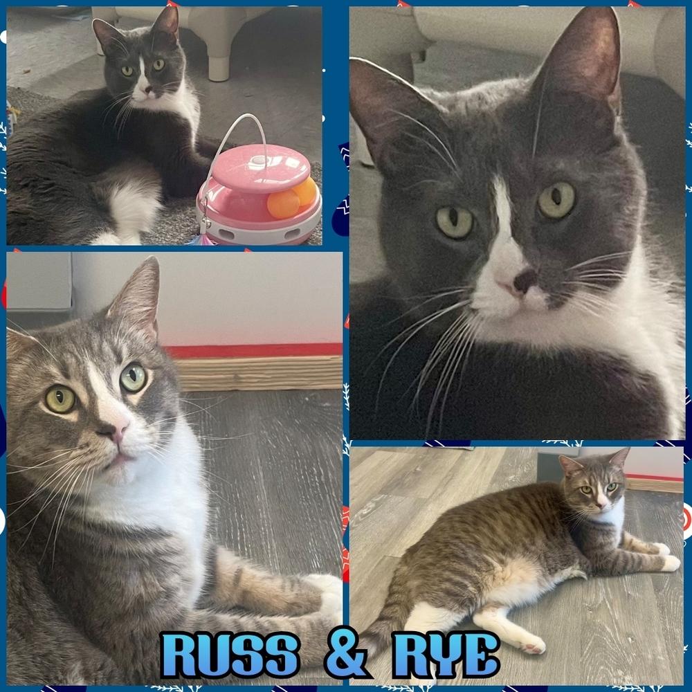 Enlarge W2 RUSS, a Adoptable Domestic Short Hair in Southbury, CT image 2/6