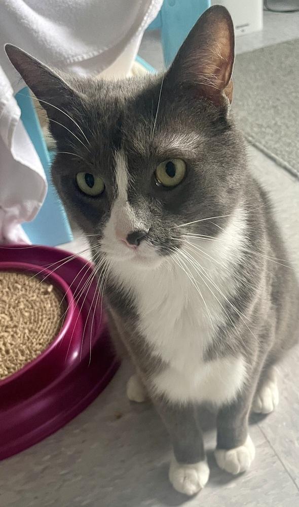 Enlarge W2 RUSS, a Adoptable Domestic Short Hair in Southbury, CT image 4/6