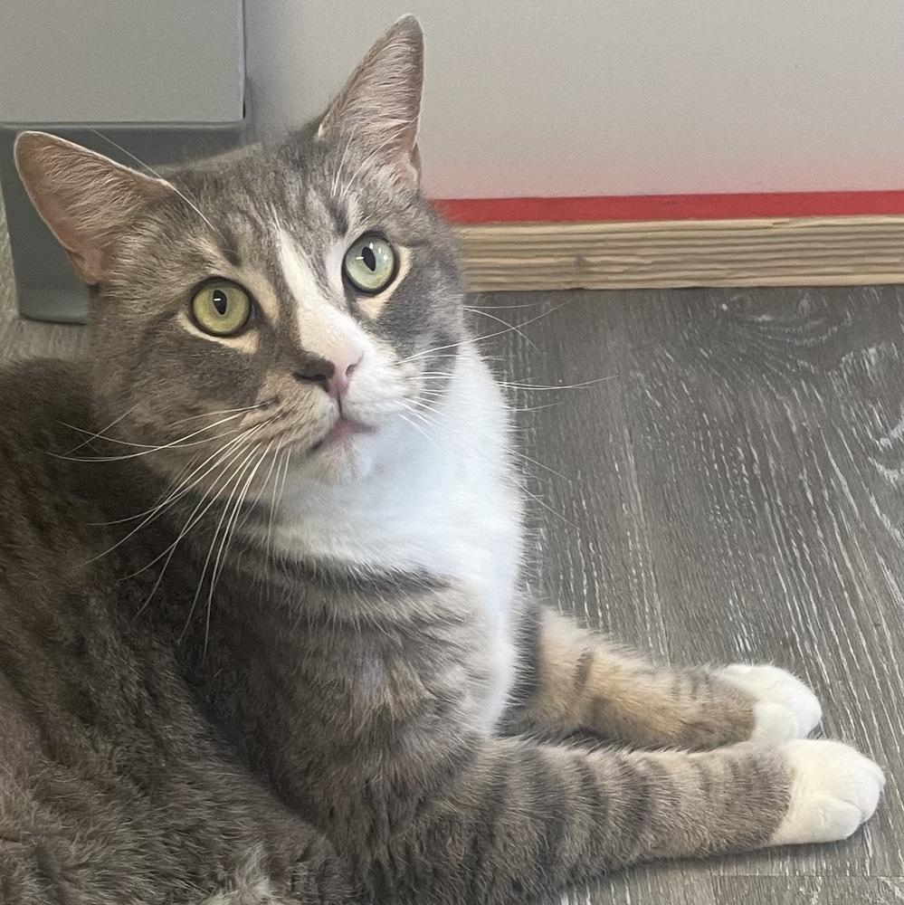 Enlarge W2 RUSS, a Adoptable Domestic Short Hair in Southbury, CT image 5/6