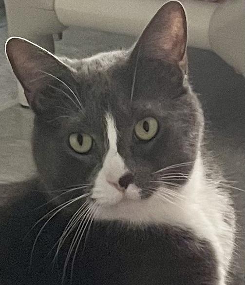 Enlarge W2 RUSS, a Adoptable Domestic Short Hair in Southbury, CT image 6/6