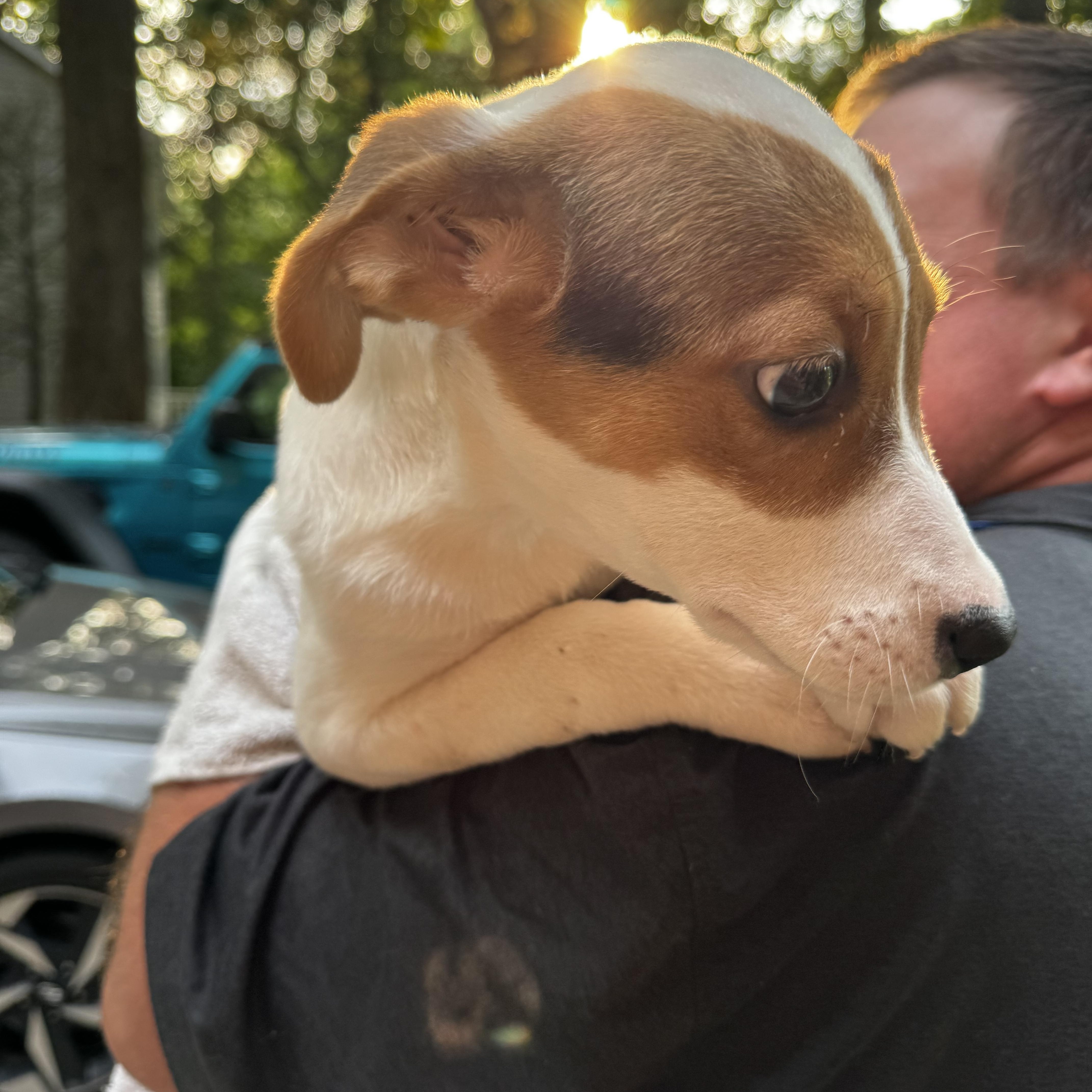 August, adopted, Puppy Female Beagle.
