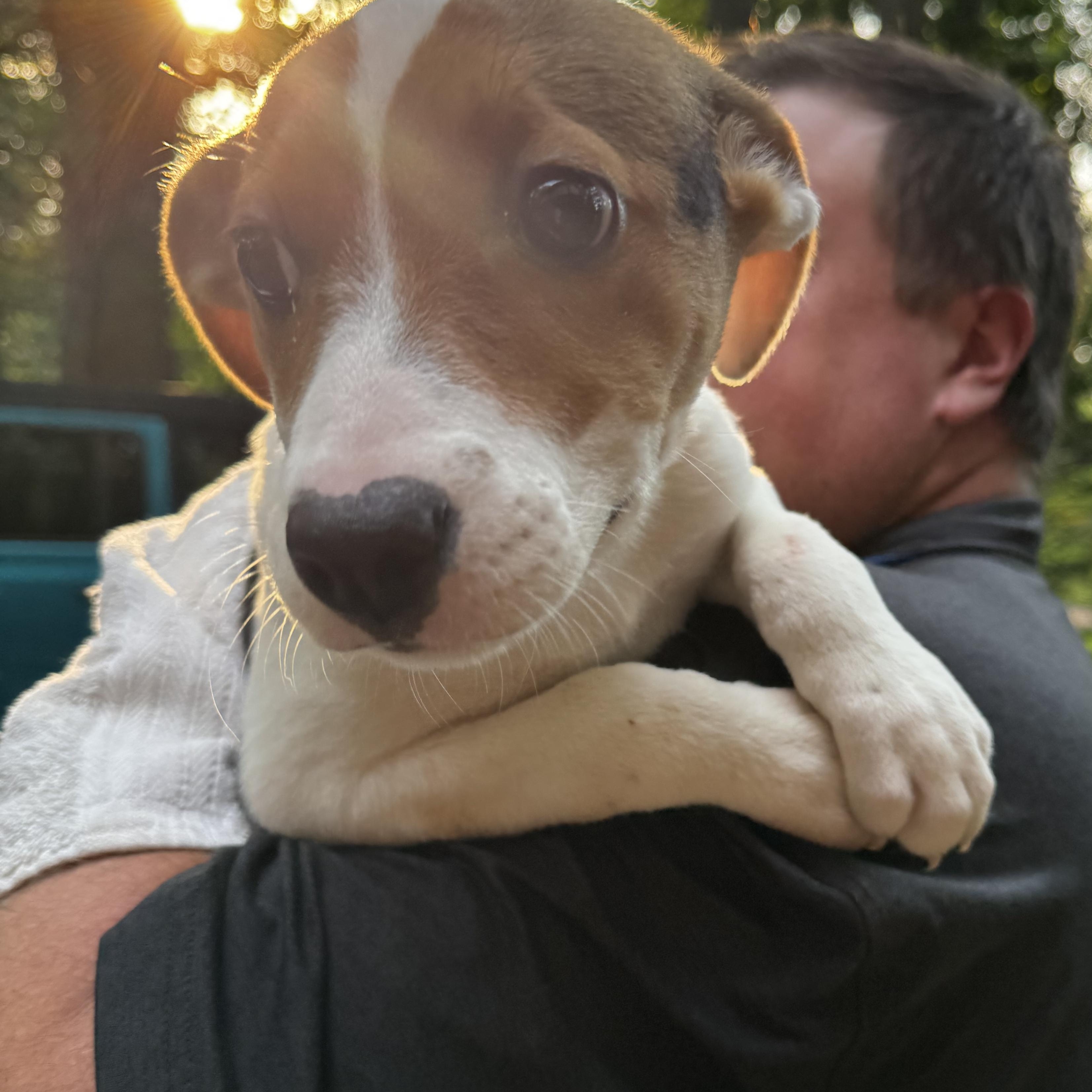 August, an adopted mixed breed in Wilkesboro, NC image 2/4