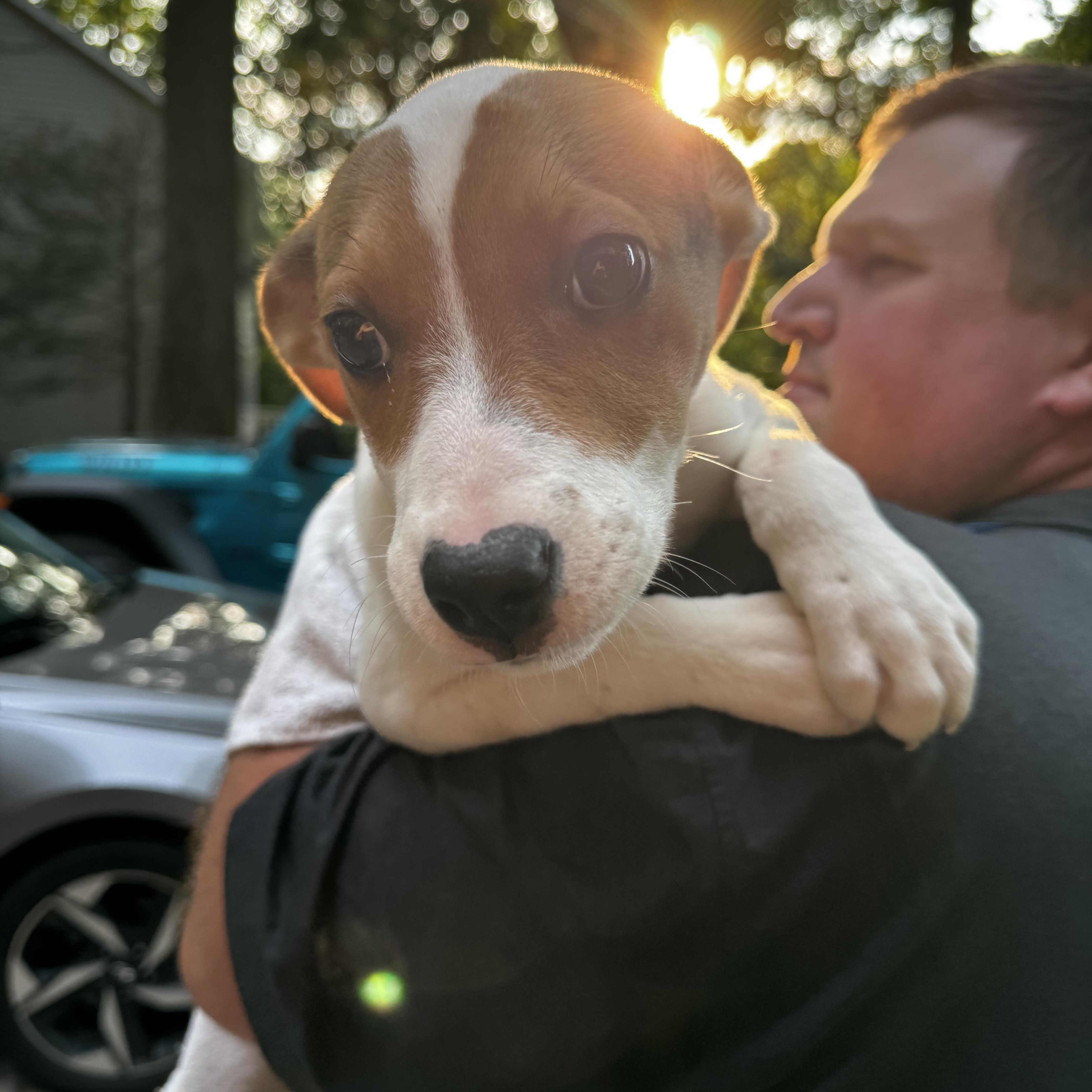 August, an adopted mixed breed in Wilkesboro, NC image 3/4