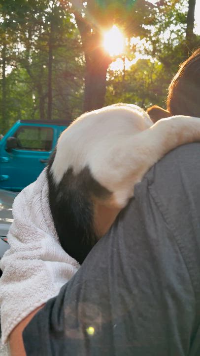 Enlarge August, an adopted mixed breed in Wilkesboro, NC video 4/4