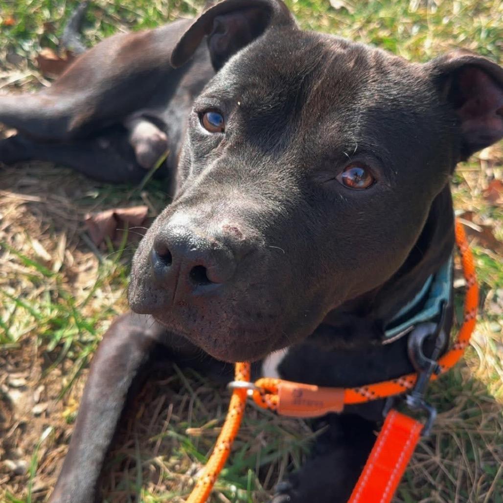 Bugsy, a Adoptable Mixed Breed in Batavia, OH image 1/2