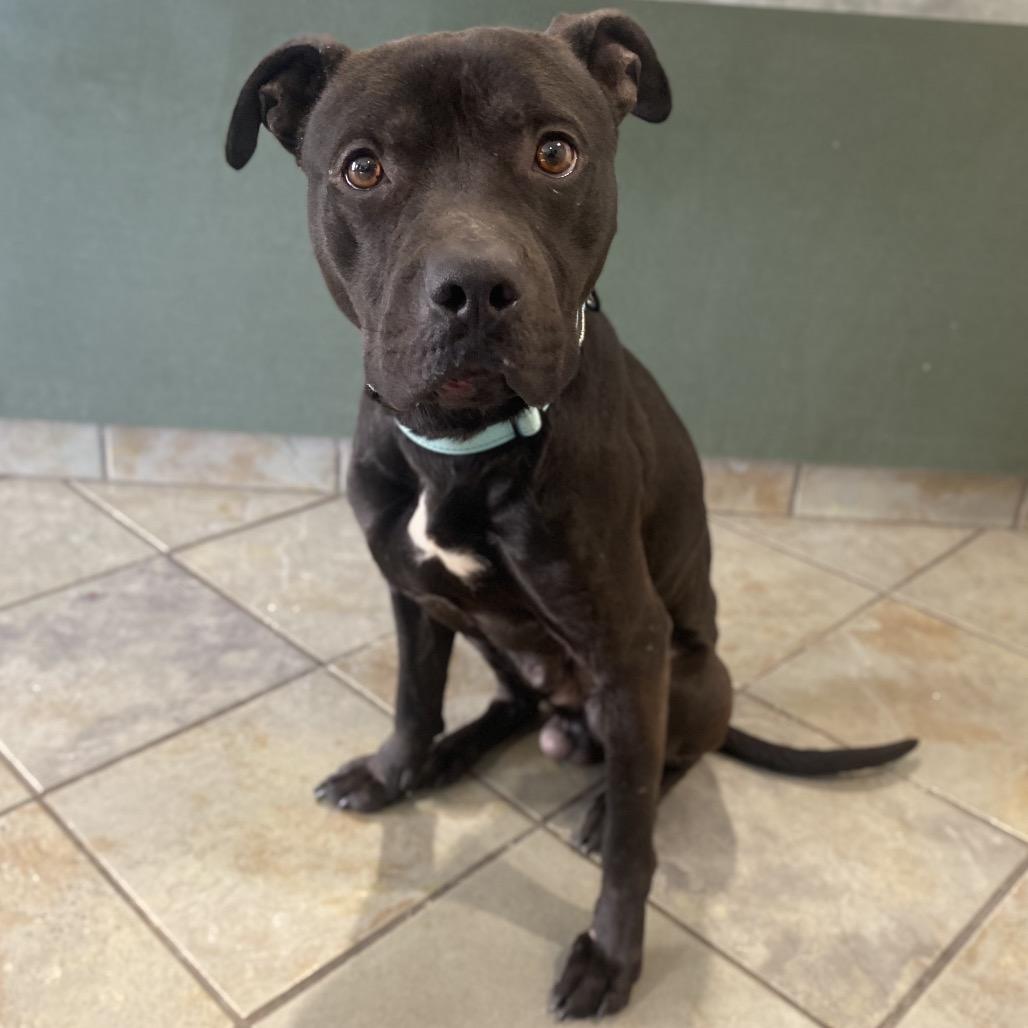 Enlarge Bugsy, a Adoptable Mixed Breed in Batavia, OH image 1/1