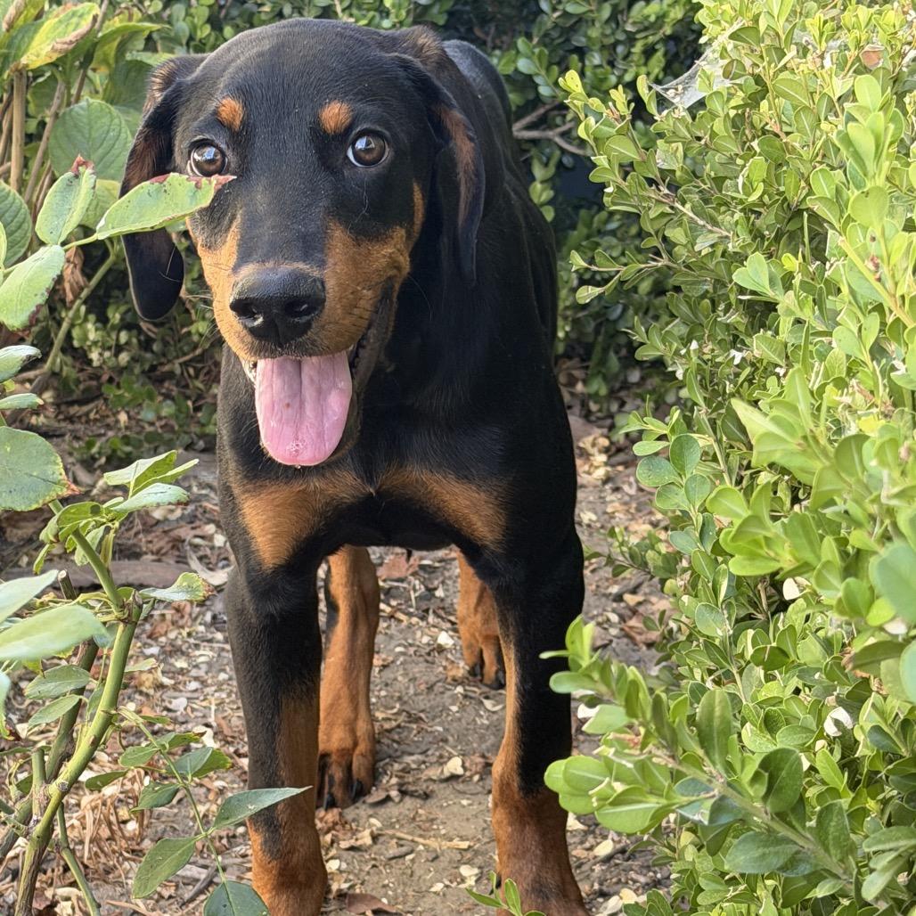 Marciano, Adoptable, Young Male Doberman Pinscher.