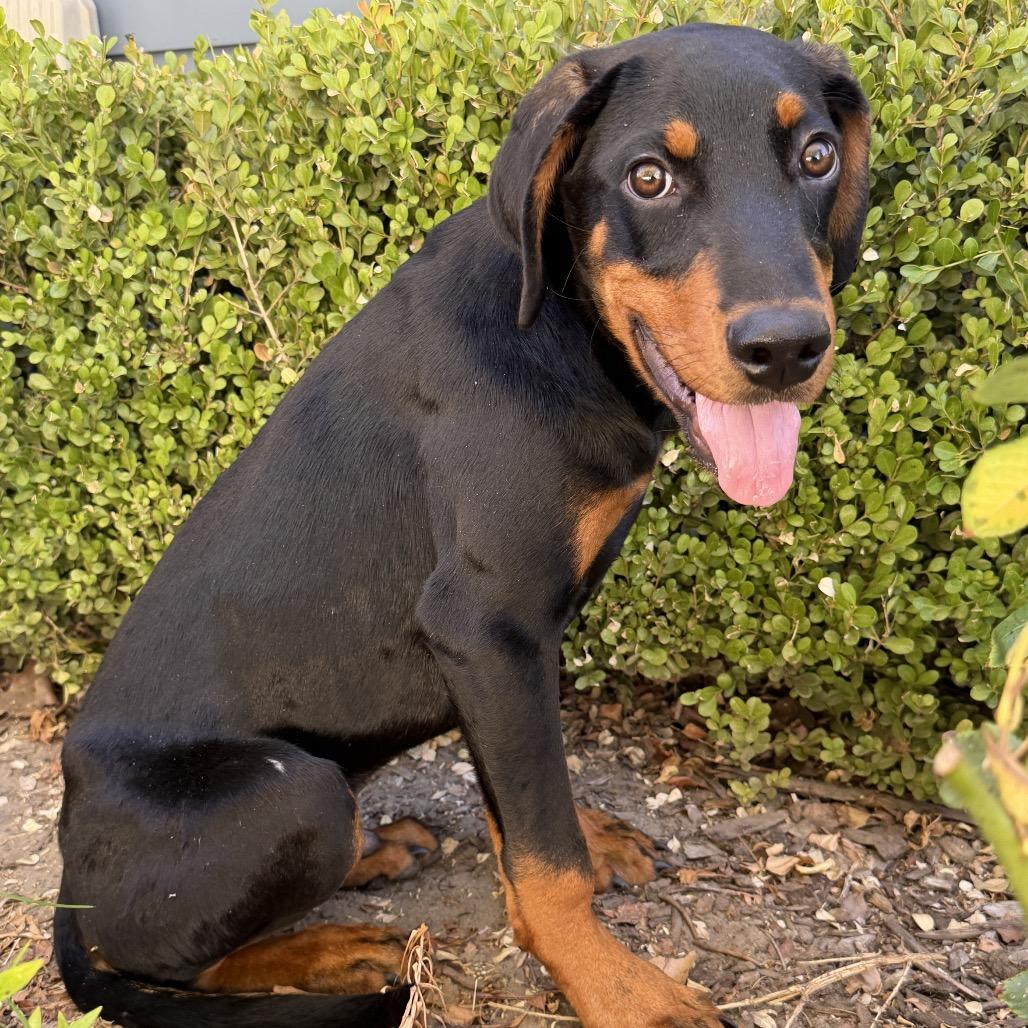 Marciano, a Adoptable Doberman Pinscher in Studio City, CA image 2/6