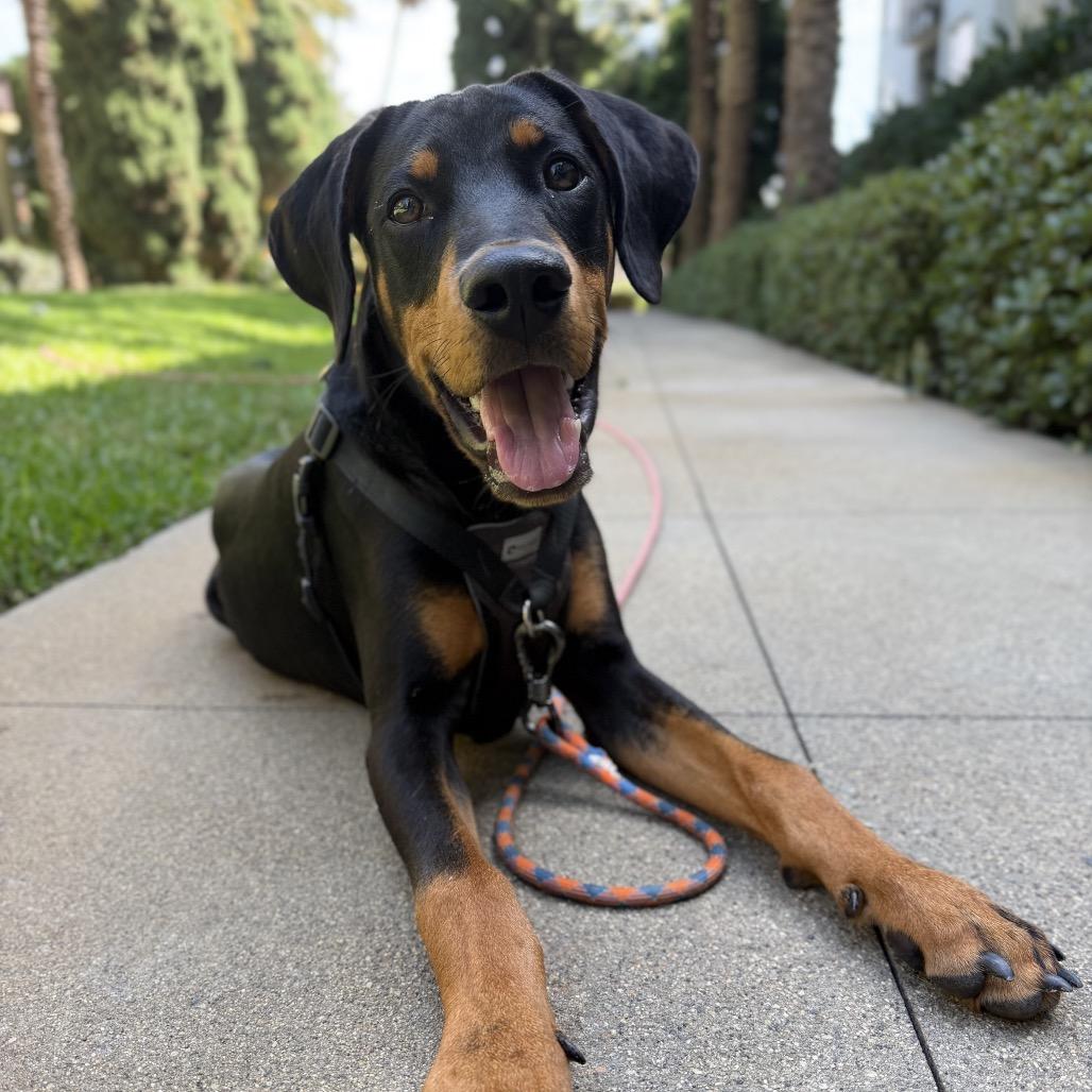 Marciano, a Adoptable Doberman Pinscher in Studio City, CA image 3/6