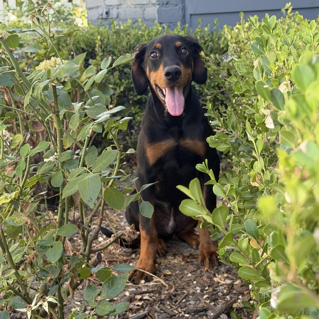 Marciano, a Adoptable Doberman Pinscher in Studio City, CA image 4/6