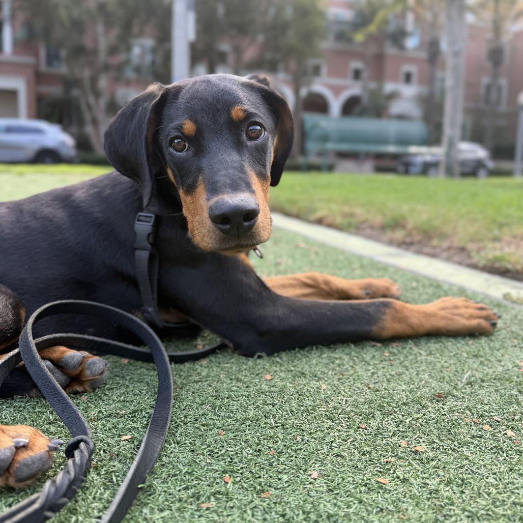 Marciano, a Adoptable Doberman Pinscher in Studio City, CA image 5/6