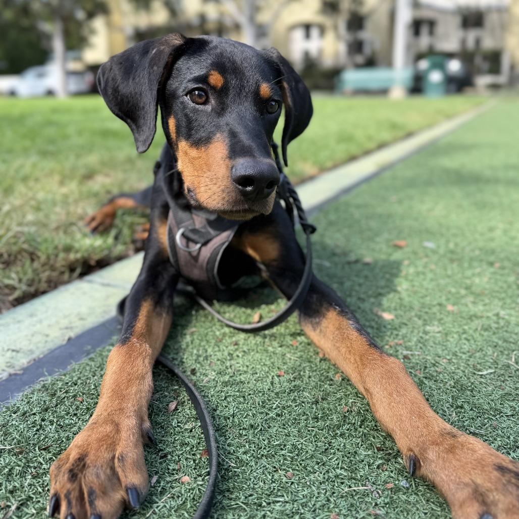 Marciano, a Adoptable Doberman Pinscher in Studio City, CA image 6/6