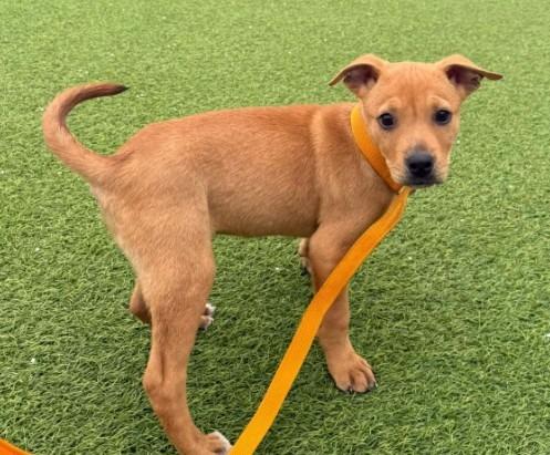 Enlarge Spangle, a Adoptable mixed breed in Benton, AR image 2/4