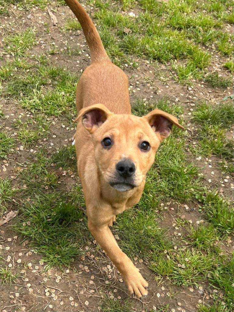 Enlarge Spangle, a Adoptable mixed breed in Benton, AR image 3/4