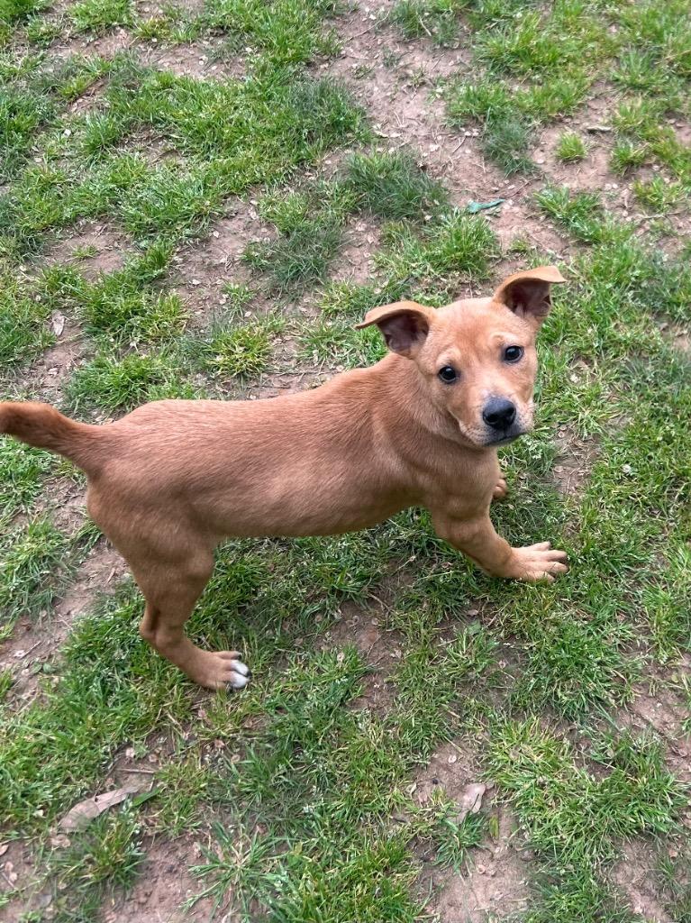Enlarge Spangle, a Adoptable mixed breed in Benton, AR image 4/4