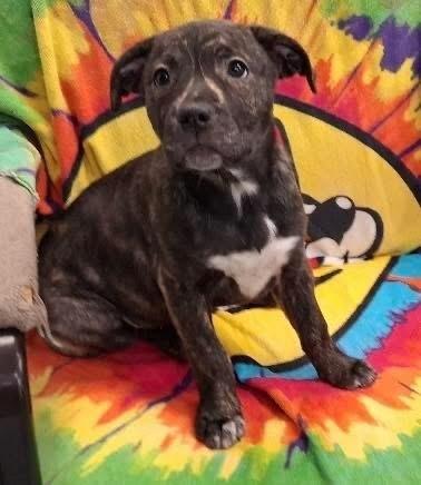 Misty ⛰️, Adoptable, Puppy Female Pit Bull Terrier & Australian Shepherd.