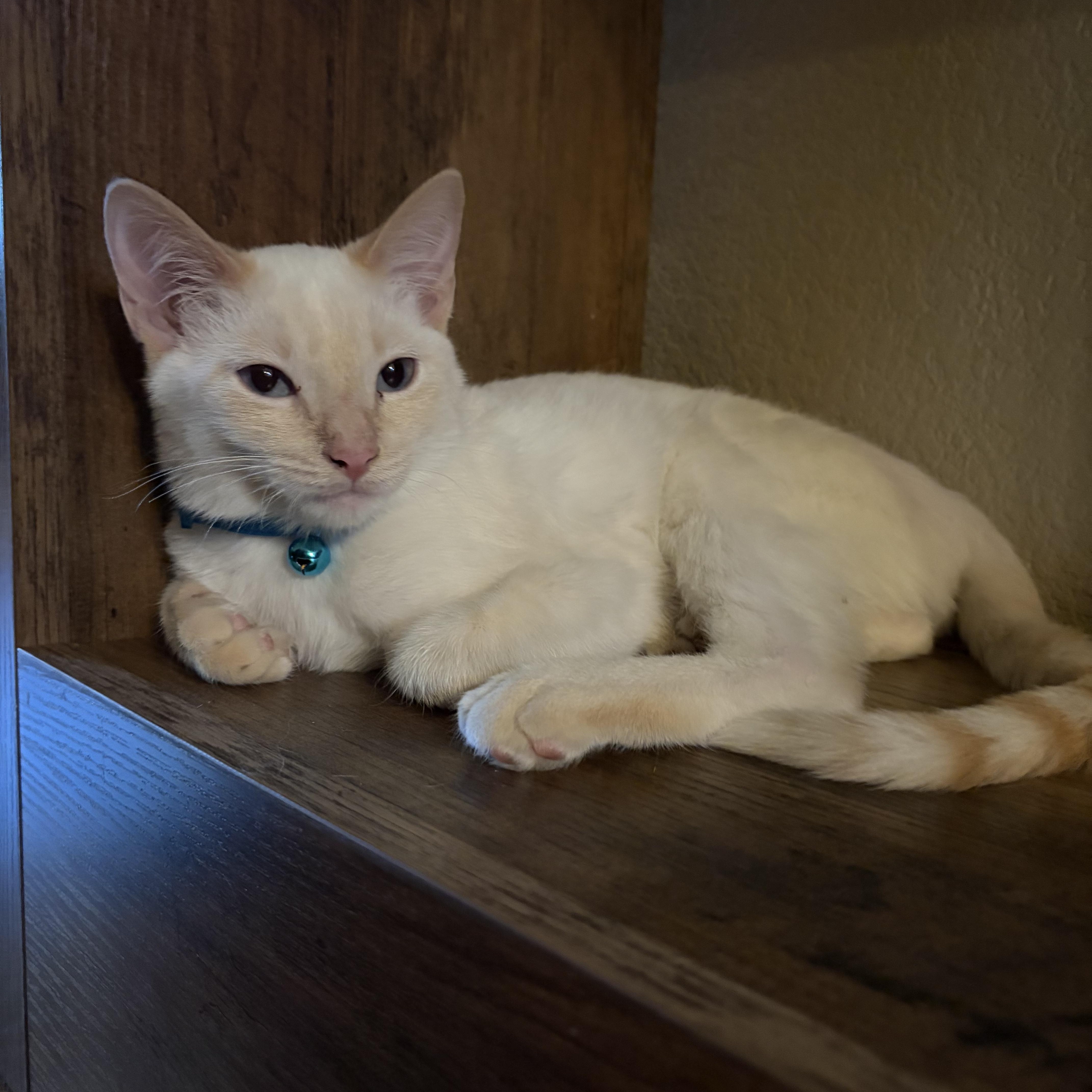 Enlarge Dash, a Adoptable mixed breed in Phoenix, AZ image 2/3