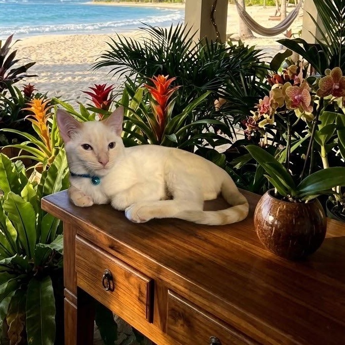 Dash, Adoptable, Kitten Male Siamese.
