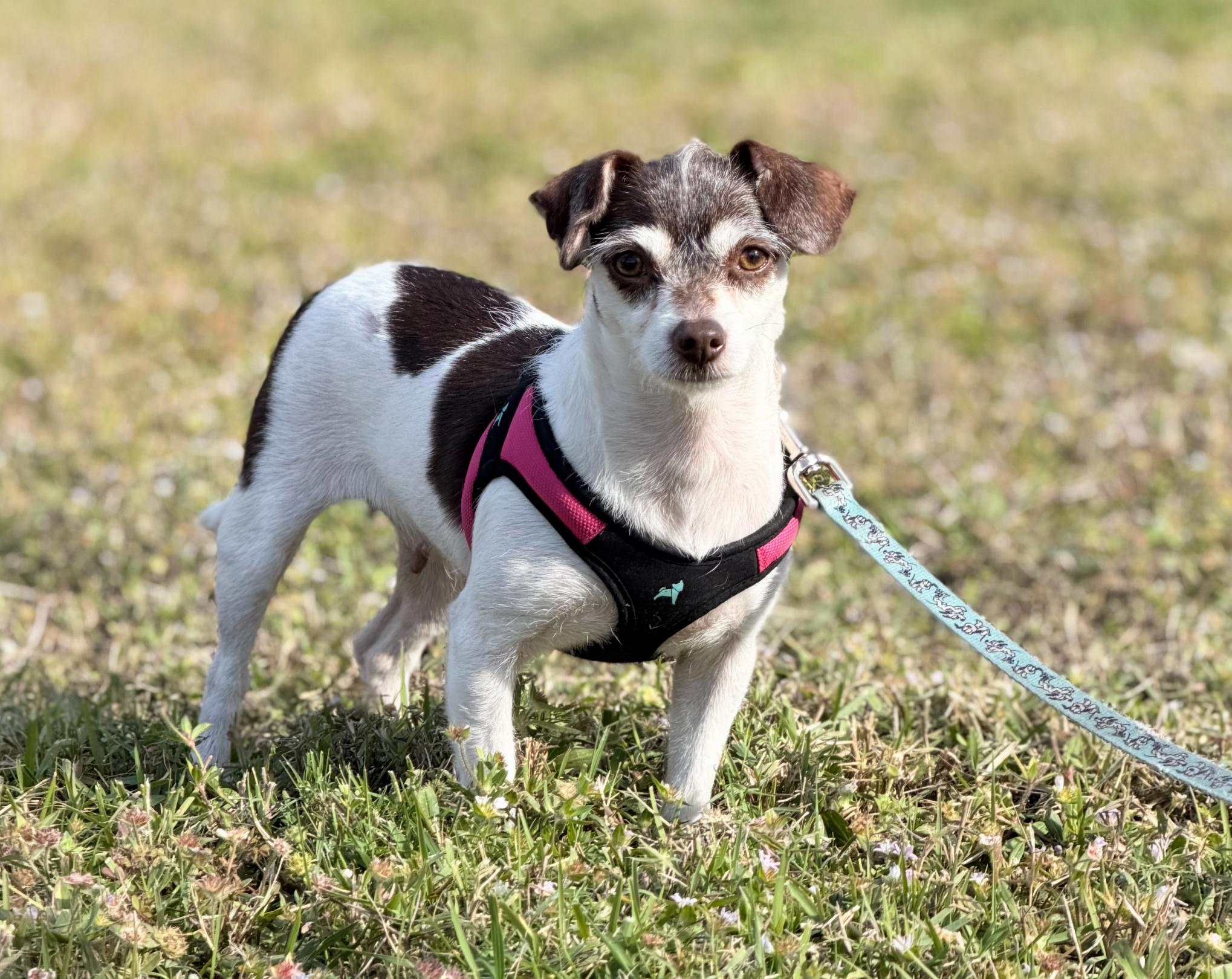 Enlarge Lori, a ADOPTABLE mixed breed in Palm springs, FL image 2/2