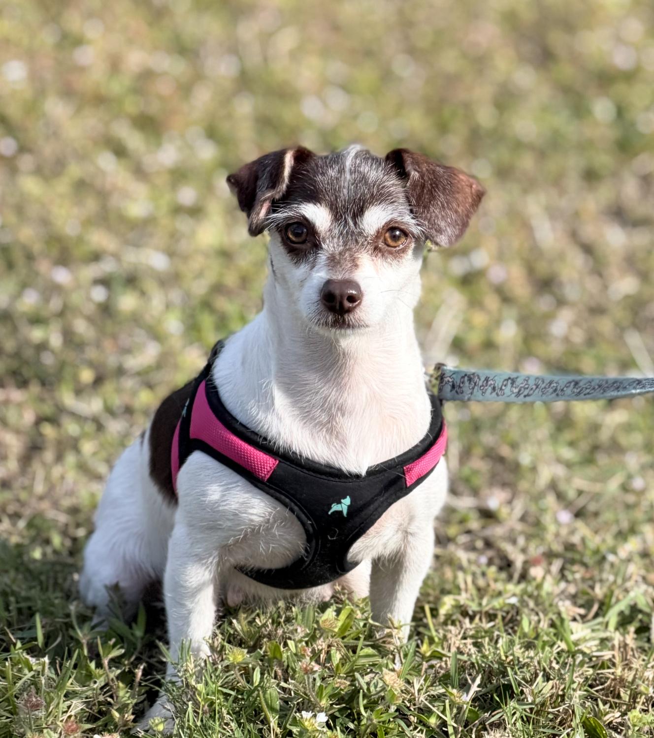 Enlarge Lori, a ADOPTABLE mixed breed in Palm springs, FL image 1/2