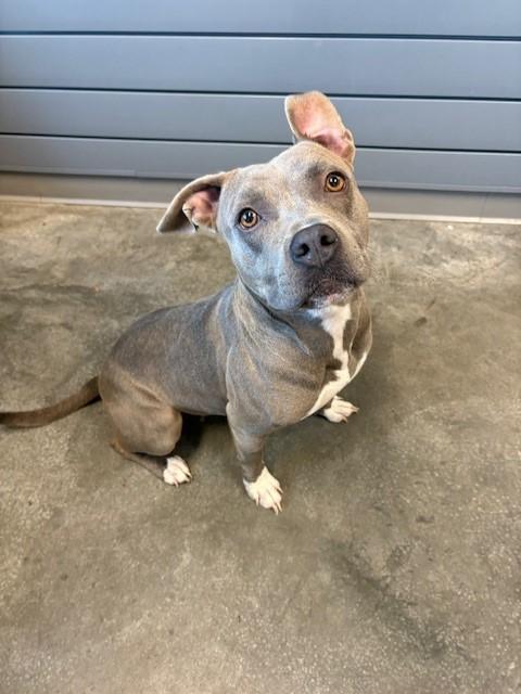 ZYLA, Adoptable, Adult Female American Bulldog & Mixed Breed.