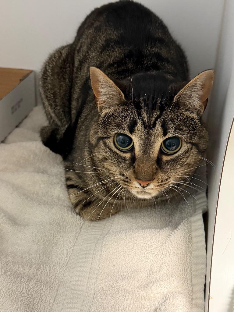 Ancla, a Adoptable mixed breed in Cape Coral, FL image 2/2