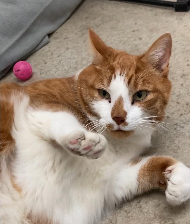 Bailey, Adoptable, Senior Male Tabby.