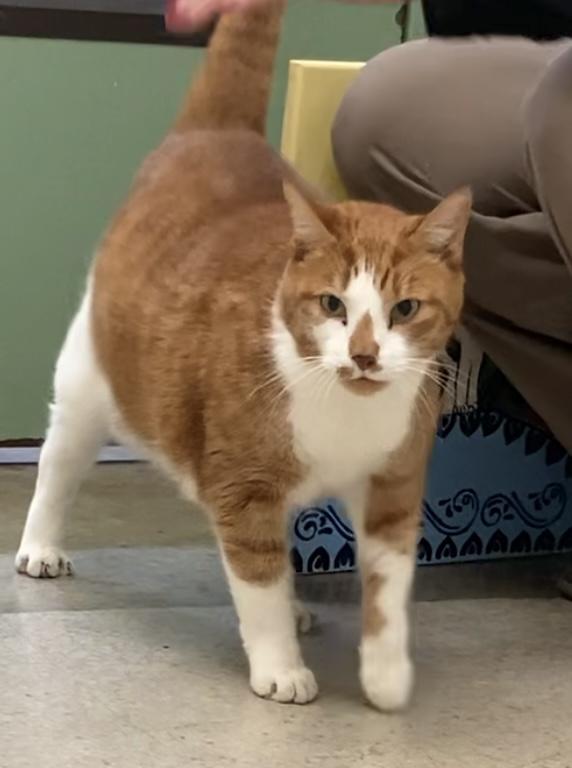 Enlarge Bailey, a Adoptable Tabby in Huntsville, AL image 2/4