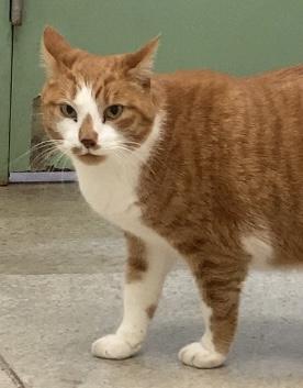 Enlarge Bailey, a Adoptable Tabby in Huntsville, AL image 3/4