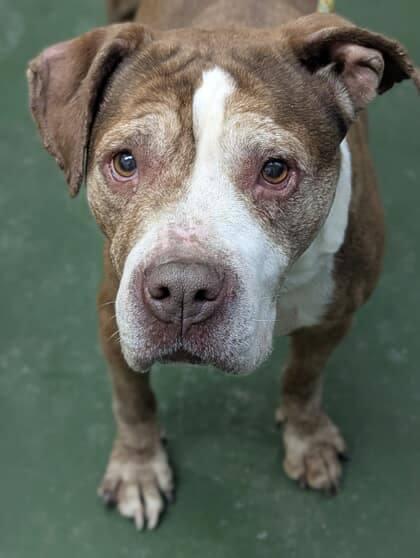 Enlarge Wilma, a ADOPTABLE mixed breed in Ontario, NY image 3/3