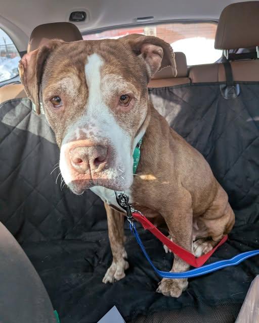 Enlarge Wilma, a ADOPTABLE mixed breed in Ontario, NY image 2/3