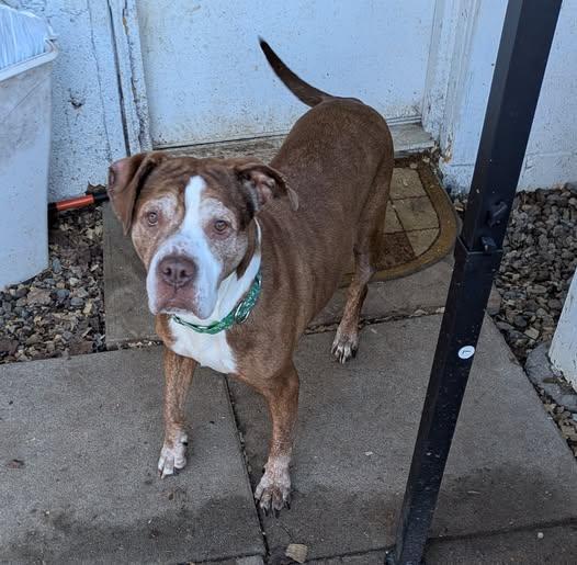 Enlarge Wilma, a ADOPTABLE mixed breed in Ontario, NY image 1/3