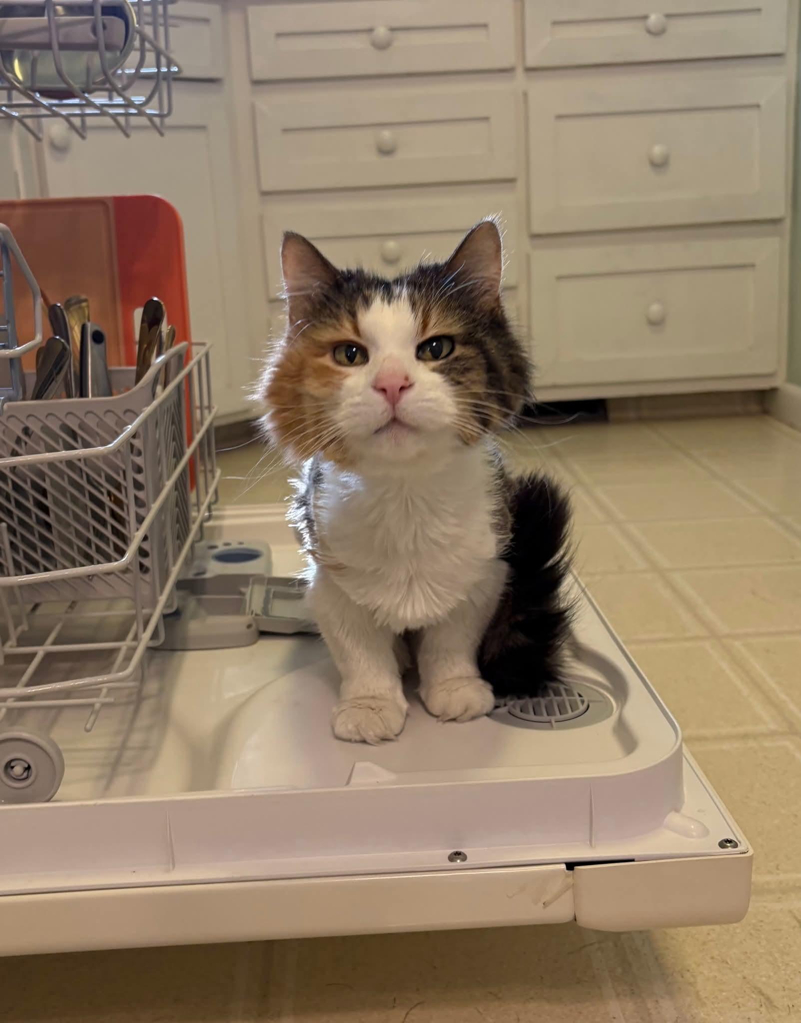 Enlarge Delores (AKA Dolly), a Adoptable mixed breed in Sioux City, IA image 3/6