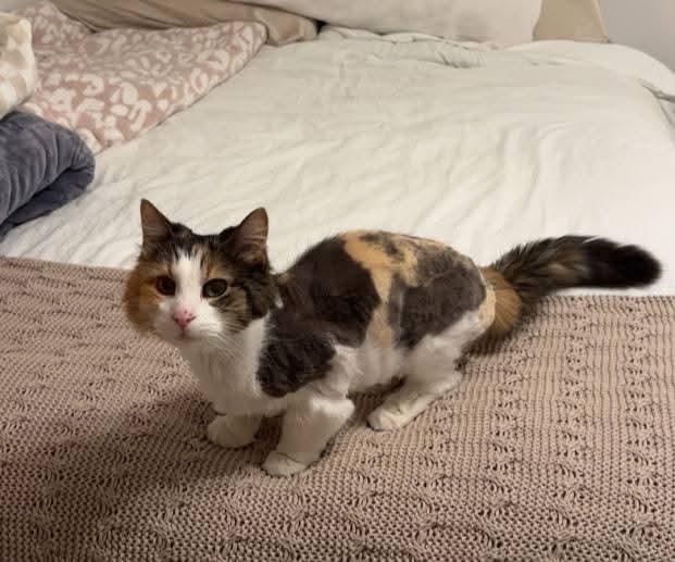 Enlarge Delores (AKA Dolly), a Adoptable mixed breed in Sioux City, IA image 4/6