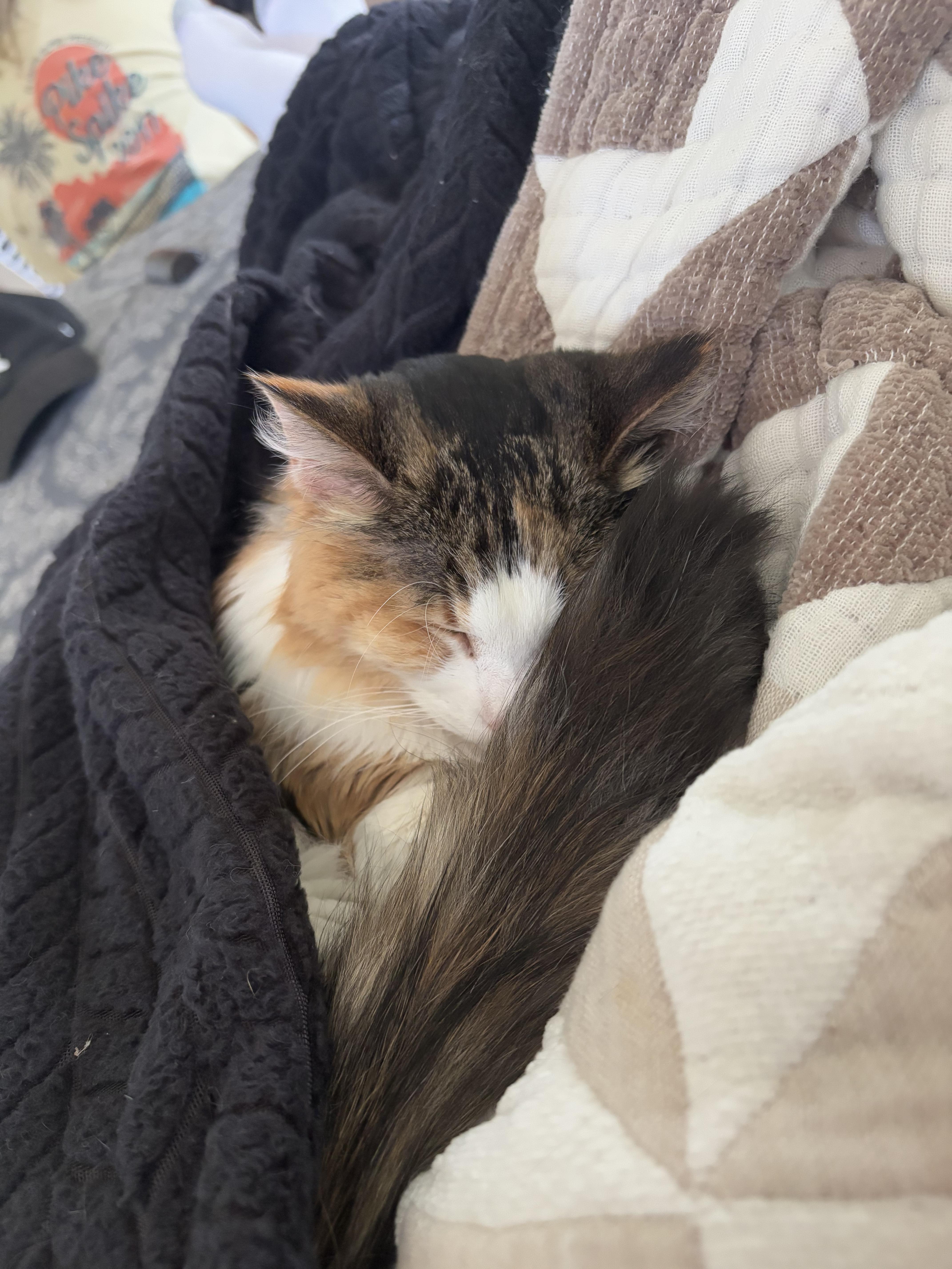 Enlarge Delores (AKA Dolly), a Adoptable mixed breed in Sioux City, IA image 5/6