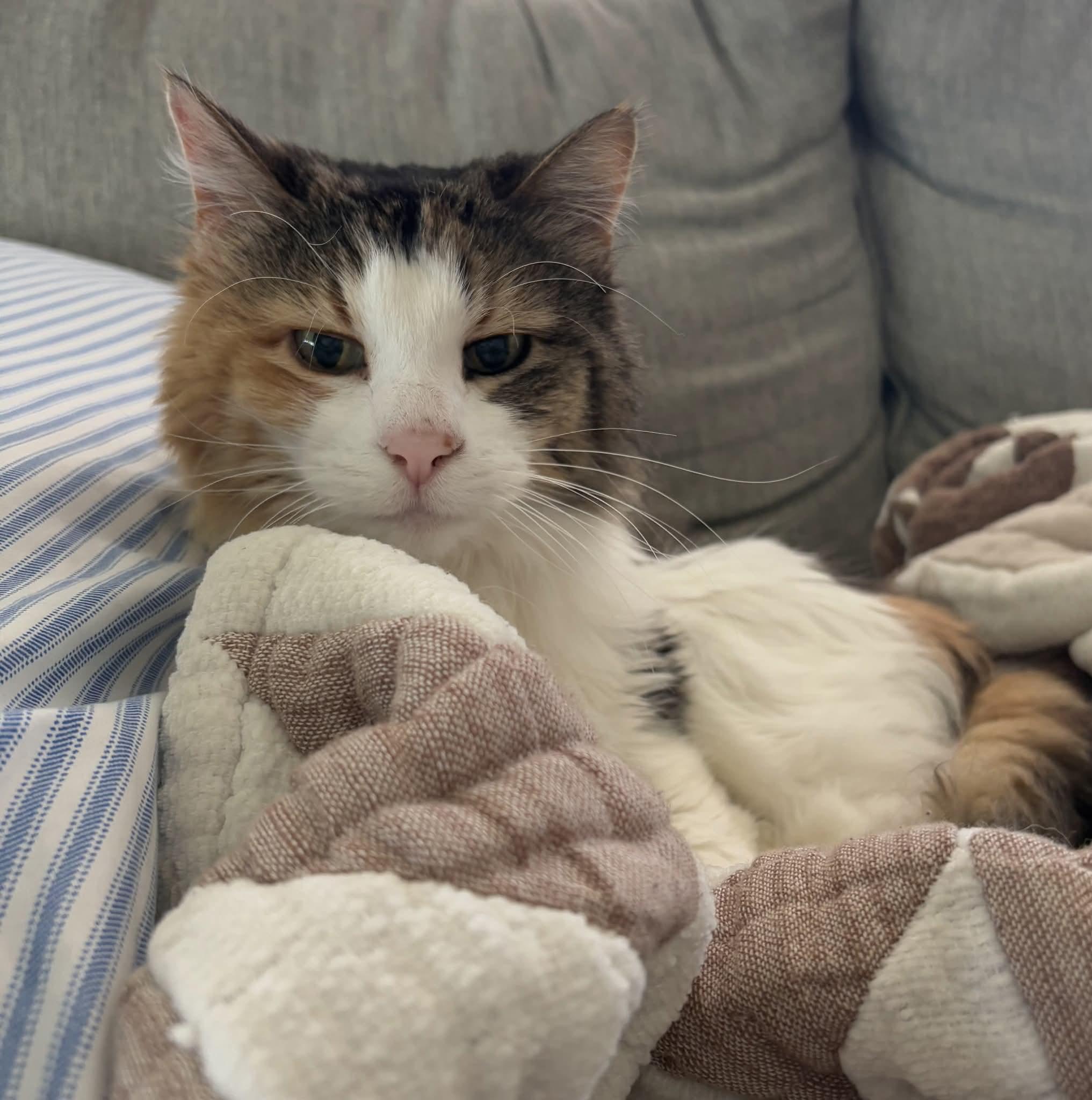 Enlarge Delores (AKA Dolly), a Adoptable mixed breed in Sioux City, IA image 1/6