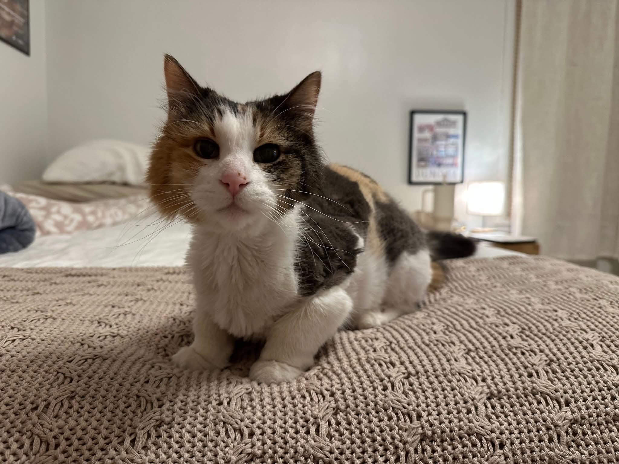 Enlarge Delores (AKA Dolly), a Adoptable mixed breed in Sioux City, IA image 2/6