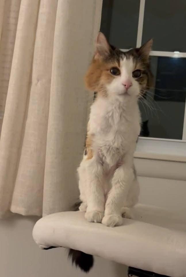 Enlarge Delores (AKA Dolly), a Adoptable mixed breed in Sioux City, IA image 6/6