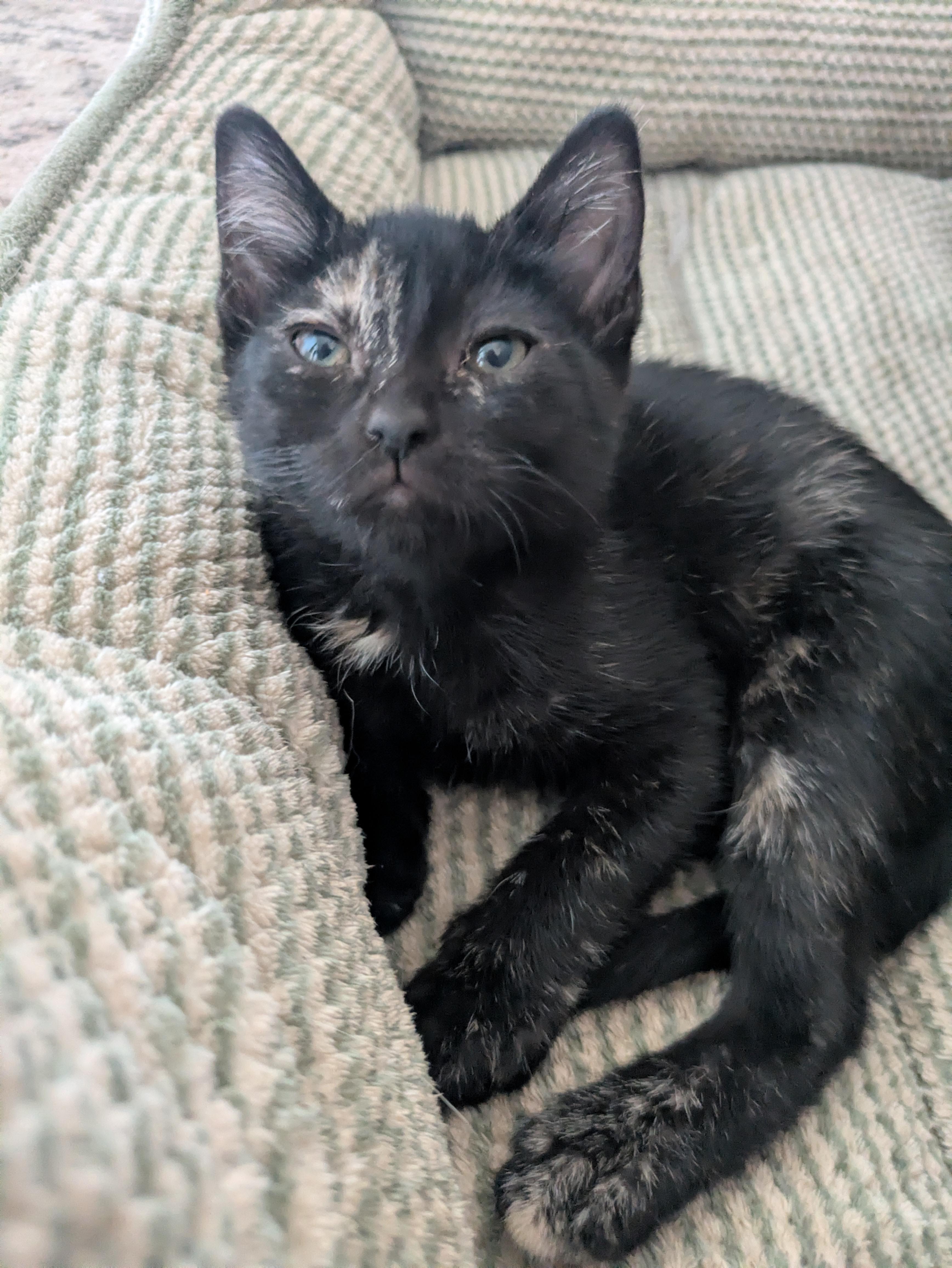 Petunia, ADOPTABLE, Kitten Female Tortoiseshell.