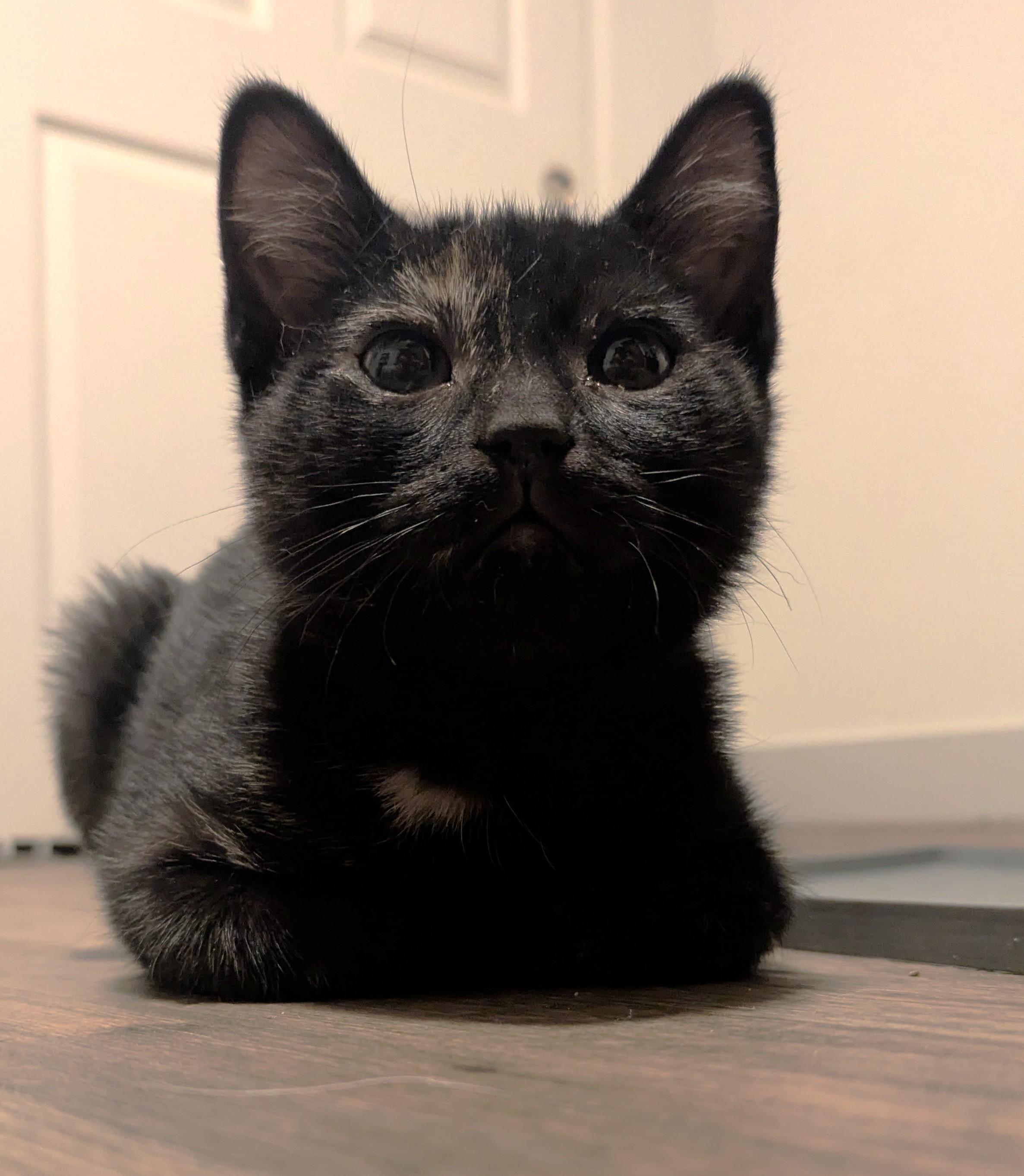 Petunia, a ADOPTABLE Tortoiseshell in Prescott, AZ image 2/4