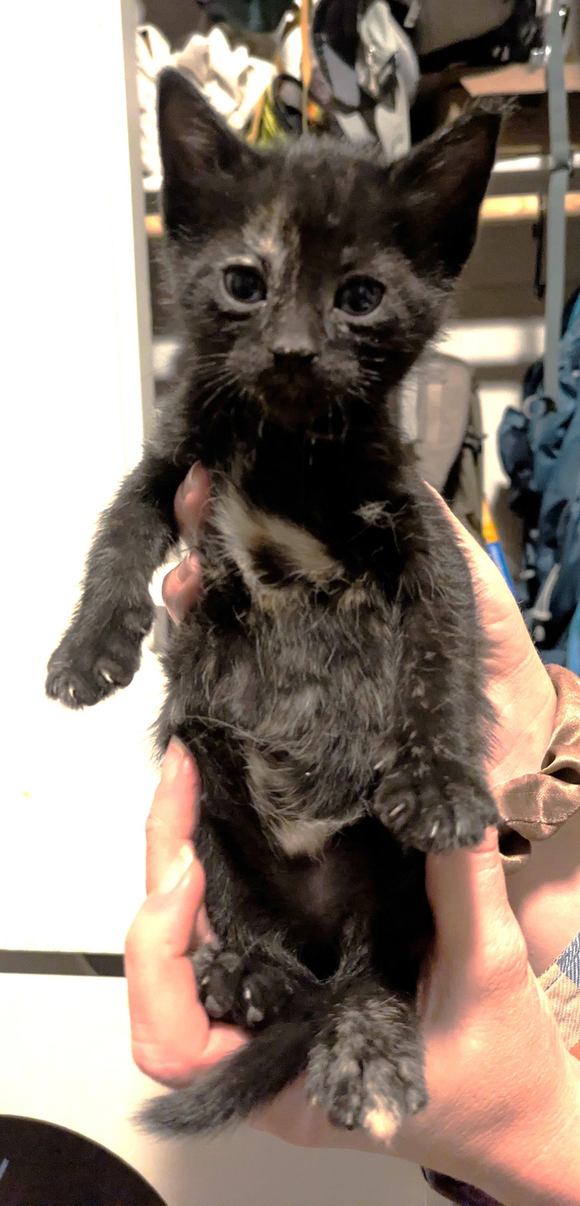 Petunia, a ADOPTABLE Tortoiseshell in Prescott, AZ image 3/4