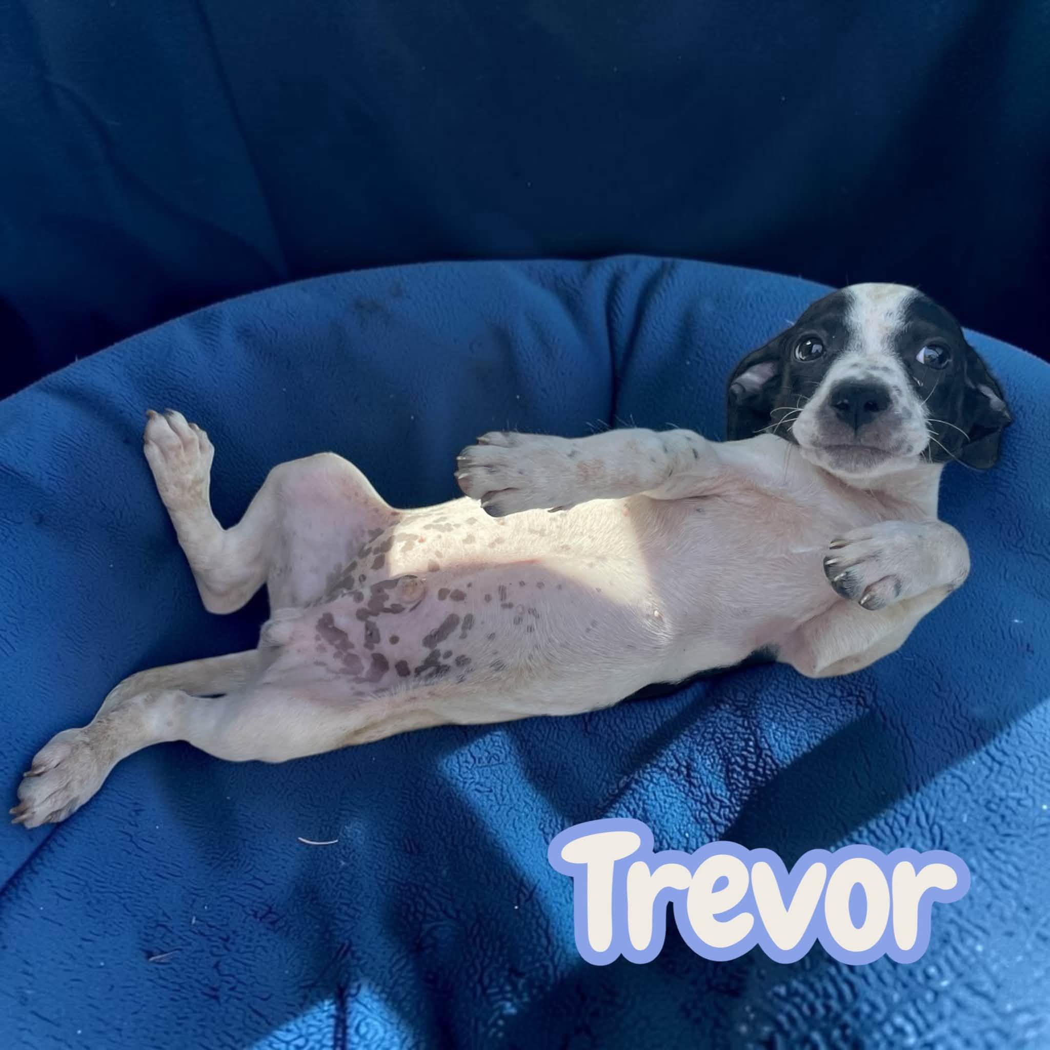 Enlarge Trevor - sweet, social chiweenie, a Adoptable mixed breed in Allentown, PA image 4/5