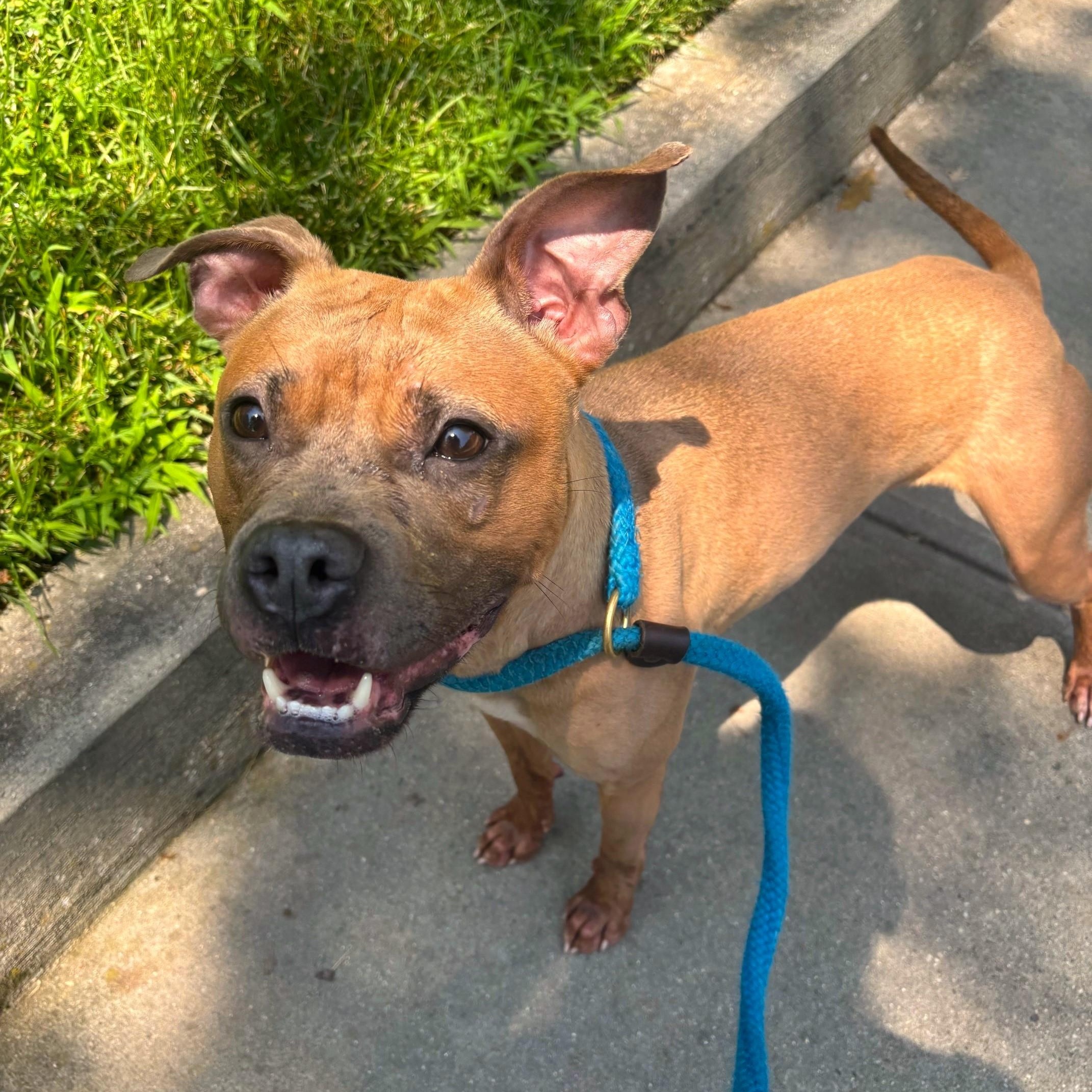 Vivian, a Adoptable Mixed Breed in Brookhaven, NY image 1/3